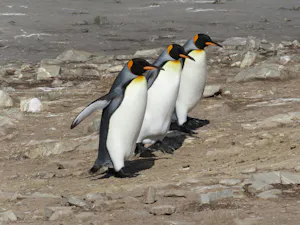 King Penguins© Freya Tienan
