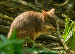 Tasmanian Pademelon© Ganajp