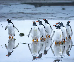 Gentoo Penguins© Klajdi Cena