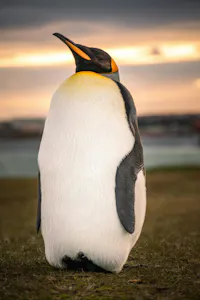 King Penguin© Klajdi Cena