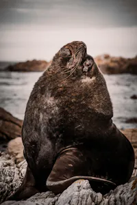 South American Sea Lion© Klajdi Cena