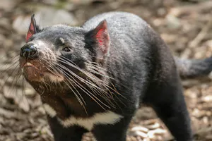 Tasmanian Devil © Miguel Cuenca