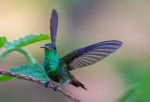 rufous-tailed hummingbird© Isaac Ho