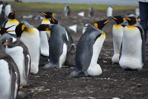 King Penguins