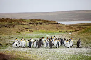 King Penguins© Yuriy Rzhemovskiy