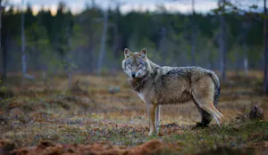 Finland - Wolf