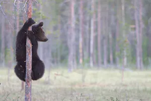Brown Bear© Jan Kelchtermans