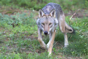 Wolf© Jan Kelchtermans