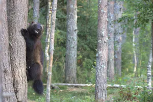 Wolverine© Jan Kelchtermans