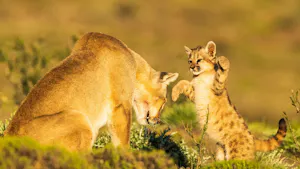 PumasPumas of Patagonia