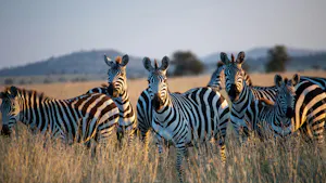 Tanzania 2026 & 2027