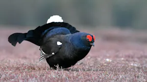 Black Grouse© Jayneas