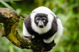 Black-and-white ruffed lemur