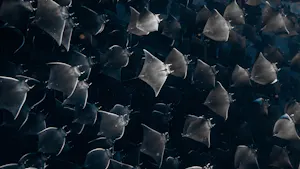 Mobula Rays