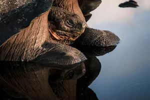Galápagos Giant Tourtoise© Lloyd Douglas