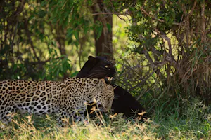 Giza, Black (Melanistic) Leopard© Laikipia