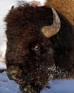 Bison © Marc Lombardi