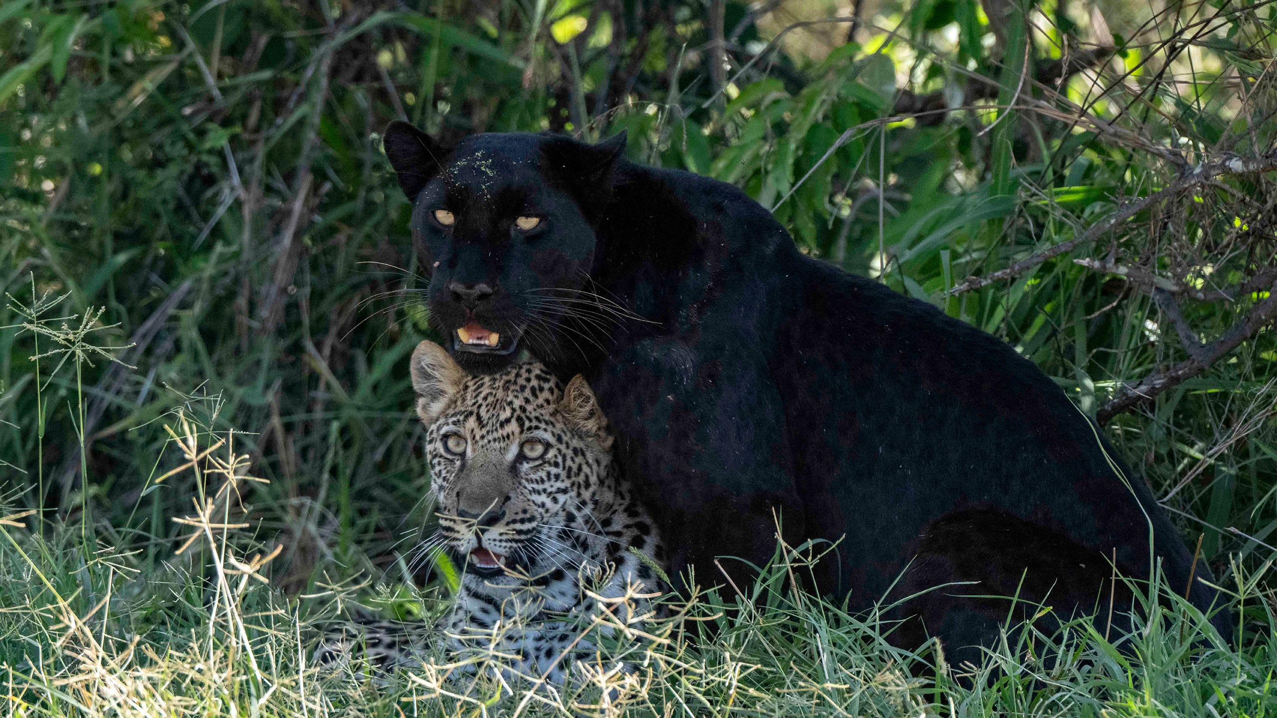 Kenya Black Leopard Safari | Laikipia & Tsavo Trip