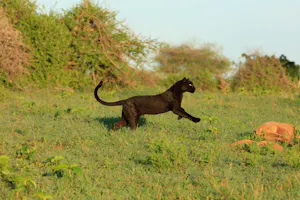Giza, Black (Melanistic) Leopard© Laikipia