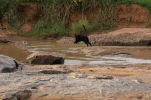Giza, Black (Melanistic) Leopard© Laikipia