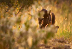 Giza, Black (Melanistic) Leopard© Laikipia