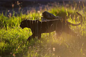 Giza, Black (Melanistic) Leopard© Laikipia