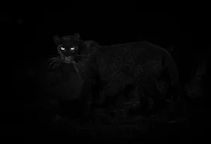 Giza, Black (Melanistic) Leopard© Laikipia