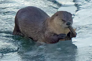 Otter © Marc Lombardi