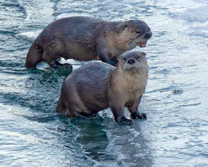 Otters © Marc Lombardi