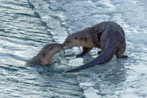Otters © Marc Lombardi