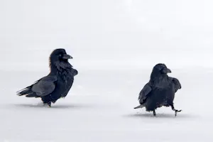 Ravens© Marc Lombardi