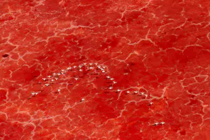 Shompole Wilderness - Flamingos© Shompole