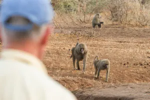 Shompole Wilderness - Baboon © Shompole