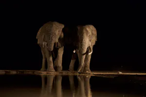 Shompole Wilderness - Elephants at Hide© Shompole