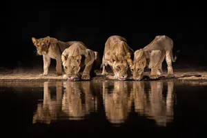 Shompole Wilderness - Lions at Hide © Will Burrard Lucas
