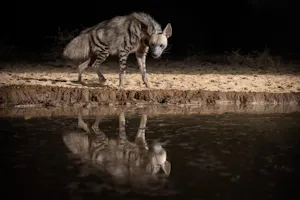 Shompole Wilderness - Stripped Hyena at Hide © Will Burrard Lucas