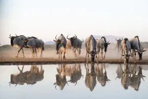 Shompole Wilderness - Wildebeest at Hide© Shompole