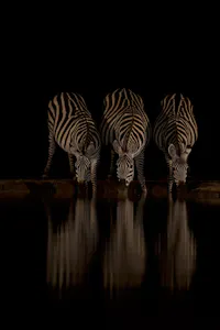 Shompole Wilderness - Zebras at Hide© Shompole