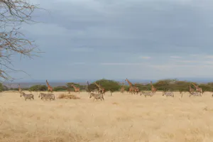 Shompole Wilderness - Zebras and Giraffes© Shompole