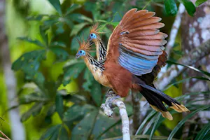 Hoatzin