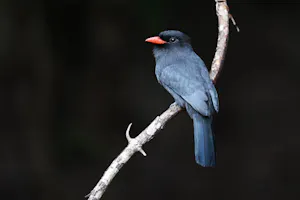 Black-fronted Nunbird