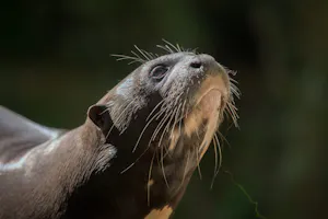Giant River Otter