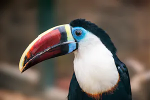 White-throated Toucan