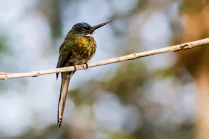 Bronzy Jacamar Hummingbird