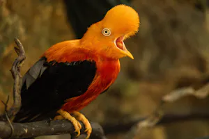 Guianan Cock of the Rock