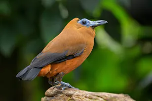 Capuchinbird