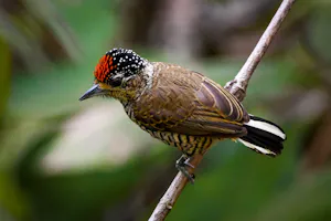 White-barred Piculet