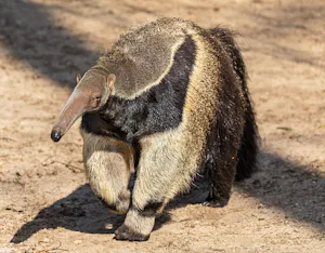 Giant Anteater