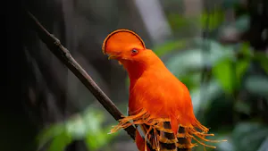 Guyana July 2028