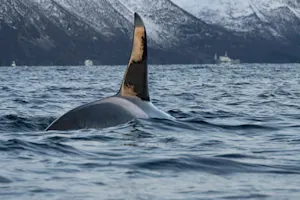 Orca© Mary Fernandez